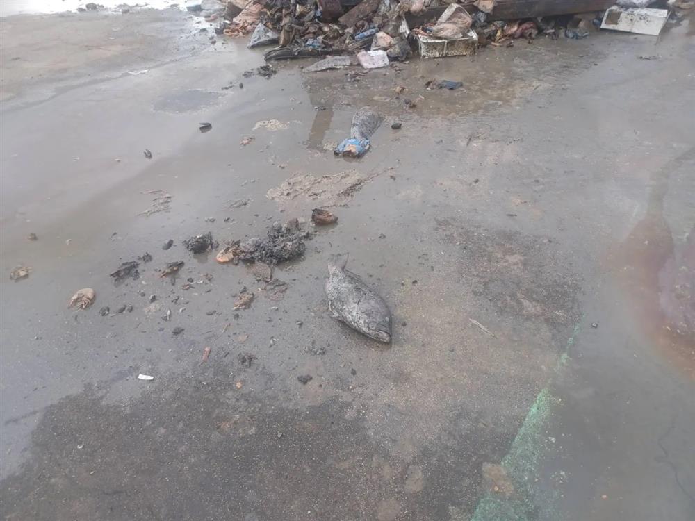 θεσσαλονικη - ζωικα - αποβλητα θεσσαλονικη - ζωικα - αποβλητα