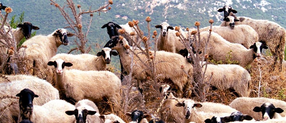 Κοπάδι - αιγοπρόβατα - γίδια - πρόβατα