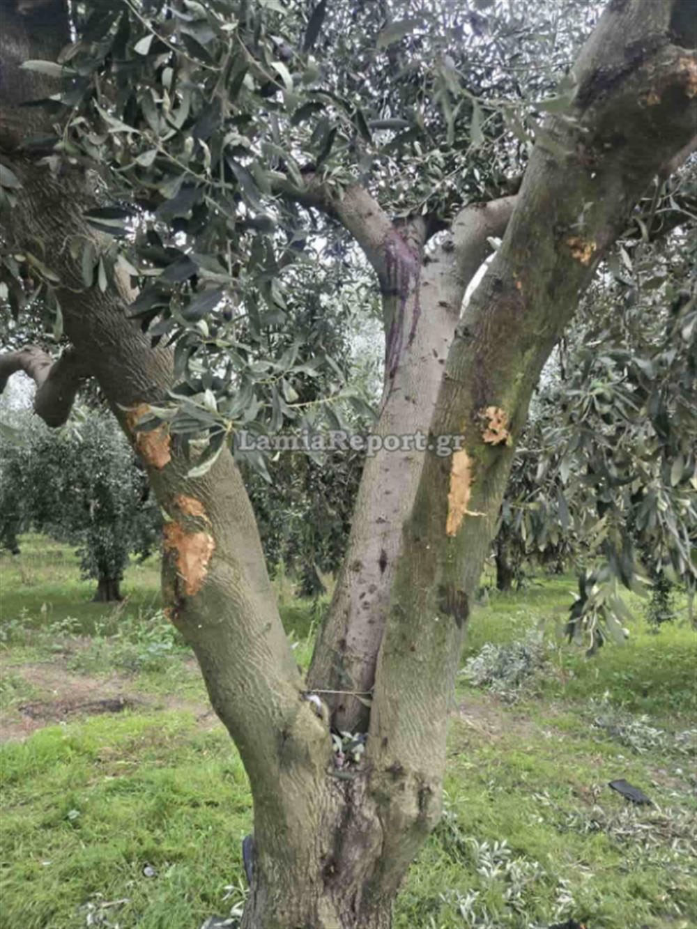 Τροχαίο - Αταλάντη