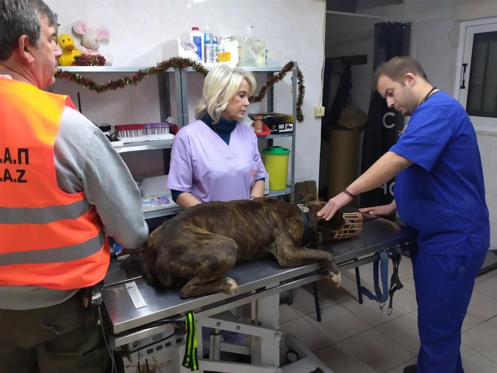 Ζάκυνθος - σκύλος Ζάκυνθος - σκύλος