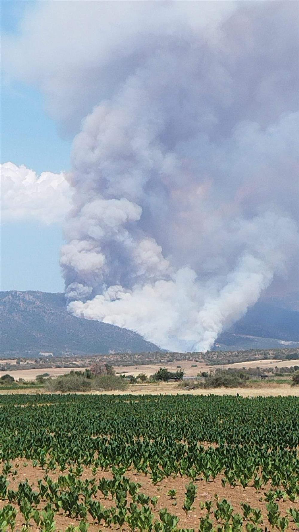 φωτια στη νεα σαντα