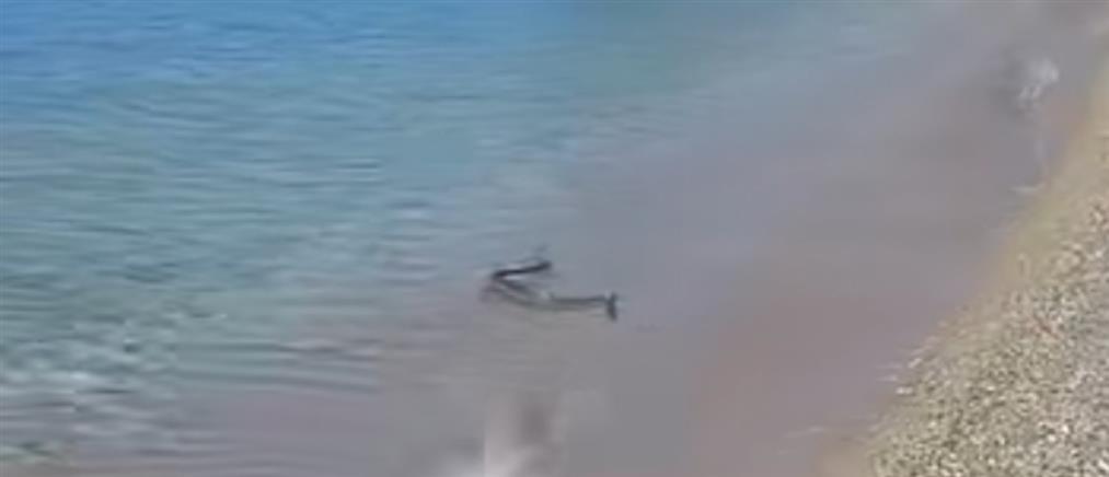 Πάτρα: Φίδι κολυμπούσε στην θάλασσα προκαλώντας πανικό στους λουόμενους (βίντεο)