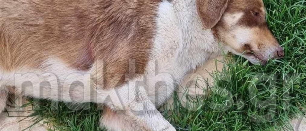 Χαλκιδική - Κακοποίηση σκύλου: Του έδεσαν τα πόδια με σύρμα (εικόνες)