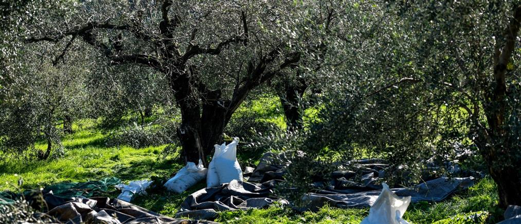 Κρήτη: Έβαλε εργάτες να μαζέψουν ελιές... σε ξένο χωράφι