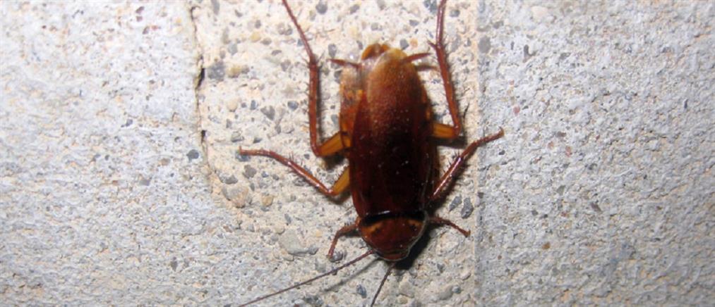 Έκαψε το διαμέρισμα της προσπαθώντας να σκοτώσει κατσαρίδα – Νεκρή μια 30χρονη γειτόνισσα