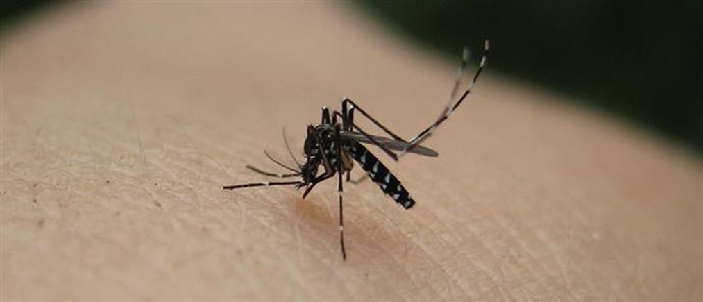 Ιός Δυτικού Νείλου - ΕΟΔΥ: Οδηγίες για την προστασία από τα κουνούπια