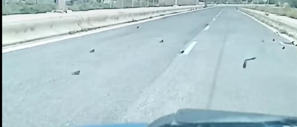 Λαύριο: Με κουρασμένα χελιδόνια γέμισε η άσφαλτος (βίντεο)