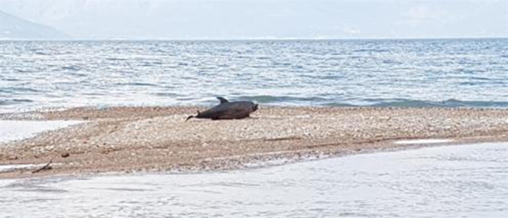 Χαλκιδική: Δελφίνι εντοπίστηκε νεκρό σε παραλία