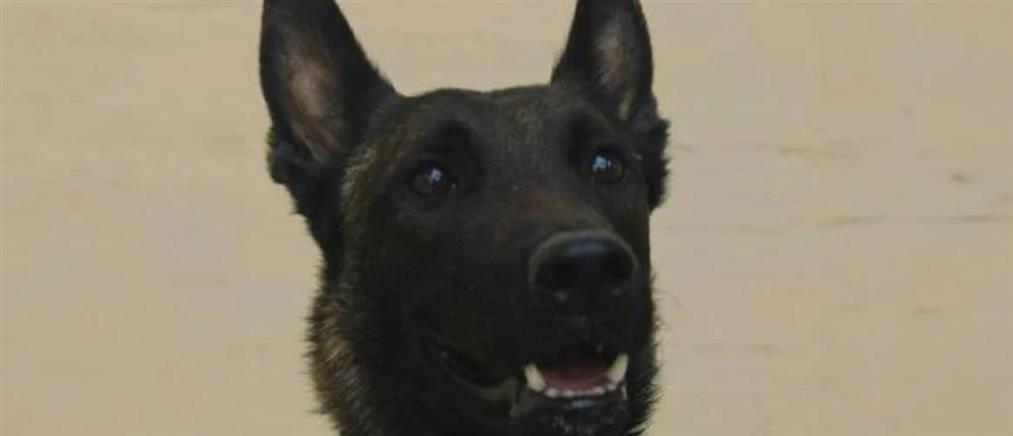 «Έφυγε» από τη ζωή ο Echo, ο σκύλος που είχε εντοπίσει τη σορό του Μπάμπη Κούτσικου - "Του αφαίρεσαν τη ζωή"