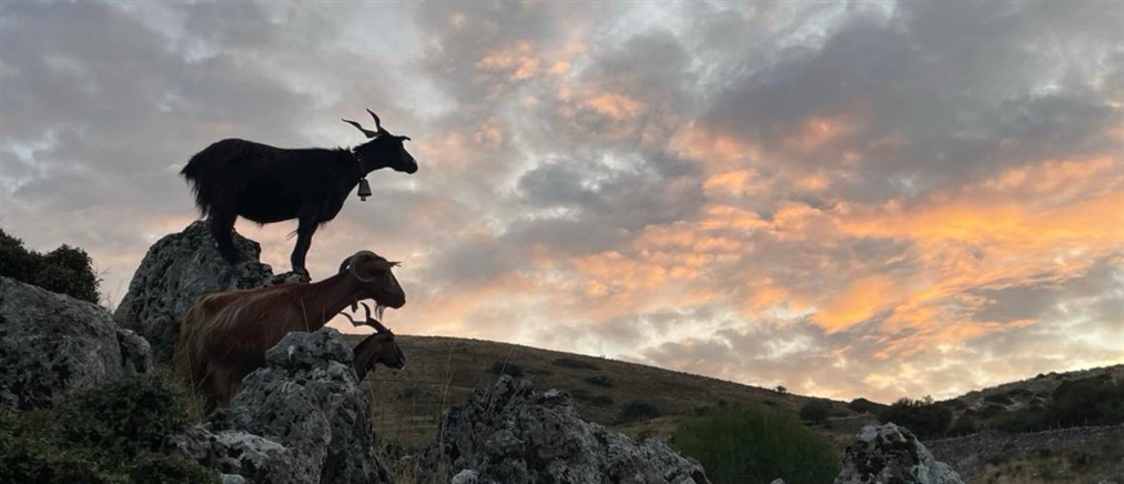 Συνεχίζονται τα μέτρα αστυνόμευσης για την αντιμετώπιση της ευλογιάς των αιγοπροβάτων