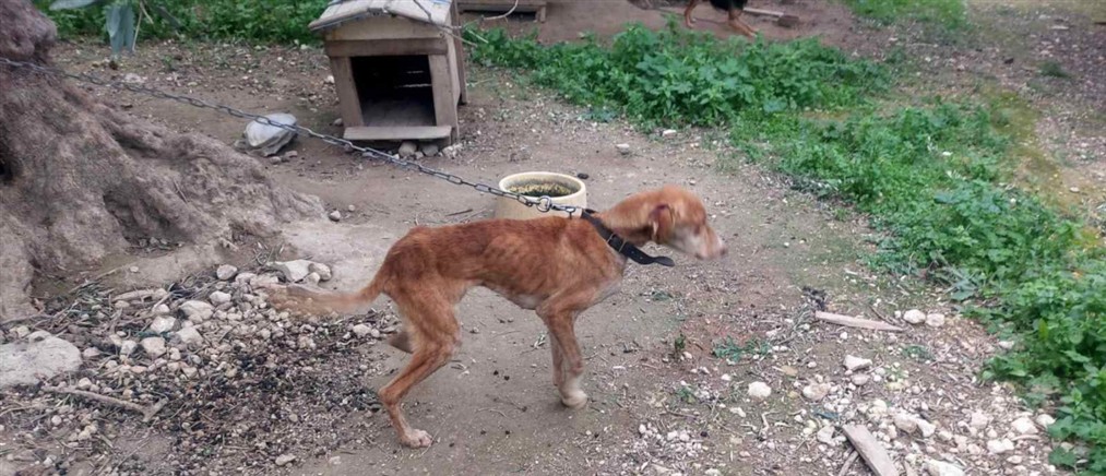 Χανιά: Συνελήφθη 60χρονος που διατηρούσε ζώα συντροφιάς σε ακατάλληλες συνθήκες