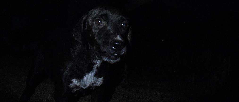 Χανιά: Άνδρας άφησε τον σκύλο του νηστικό και δεμένο στον καύσωνα