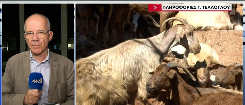 Ευλογιά: Δραματική έκκληση κτηνοτρόφων για εμβολιασμούς