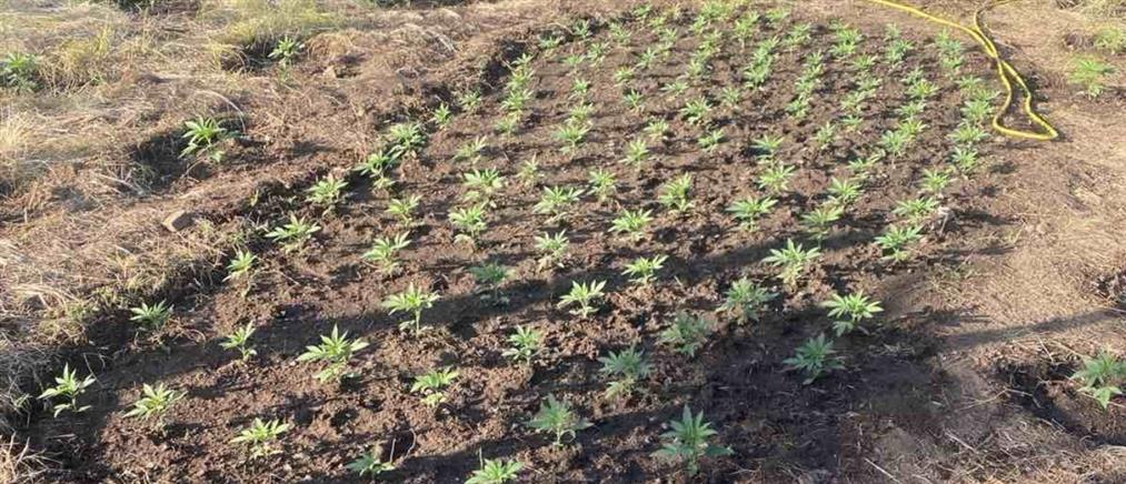 Κρήτη: Φυτείες στον Μυλοπόταμο με χιλιάδες δενδρύλλια κάνναβης (εικόνες)