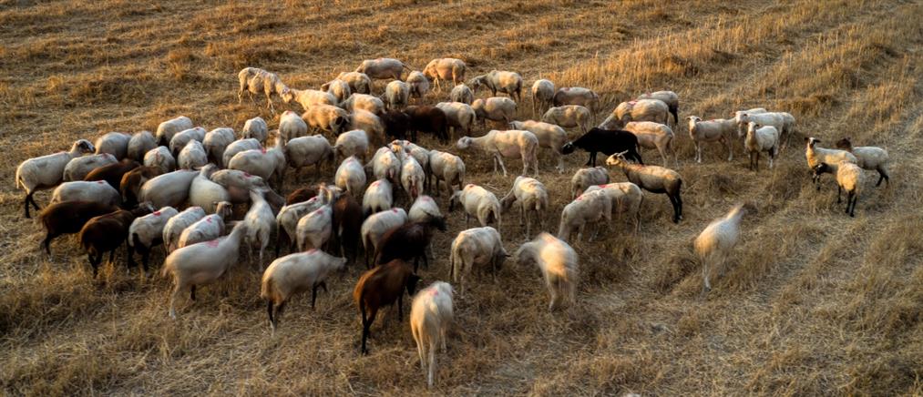 Ευλογιά των αιγοπροβάτων: Απαγόρευση μετακινήσεων και κλειστά σφαγεία 