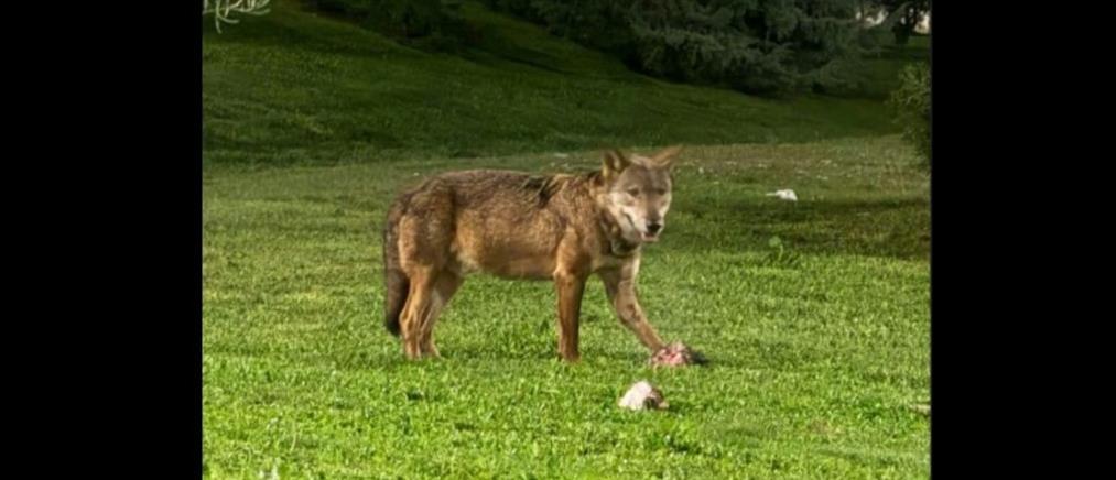 Η εμφάνιση λύκου στο Πανόραμα Θεσσαλονίκης ταράζει τους κατοίκους