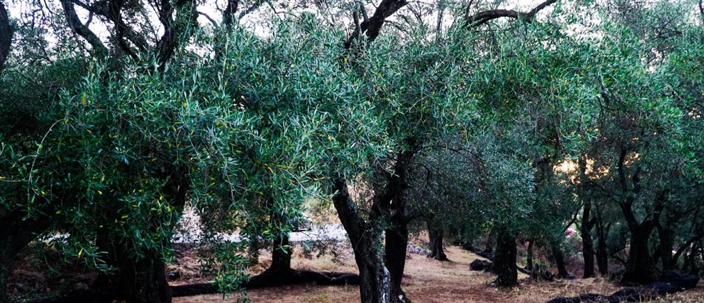 Αλμυρός: Μαχαίρωσε τον γείτονα για τρεις ελιές και πέντε μέτρα περίφραξης!
