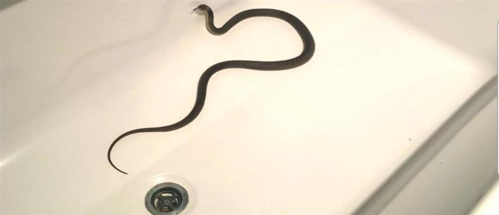 Λάρισα: Φίδι σε μπανιέρα τρομοκράτησε ένοικο διαμερίσματος