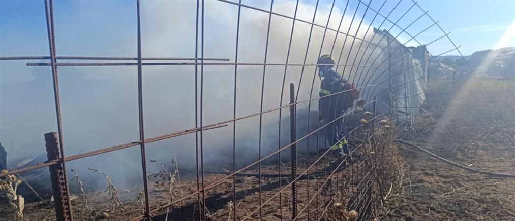 Θεσσαλονίκη - Φωτιά στον Λαγκαδά: Κάηκαν ζώα σε ποιμνιοστάσιο (εικόνες)