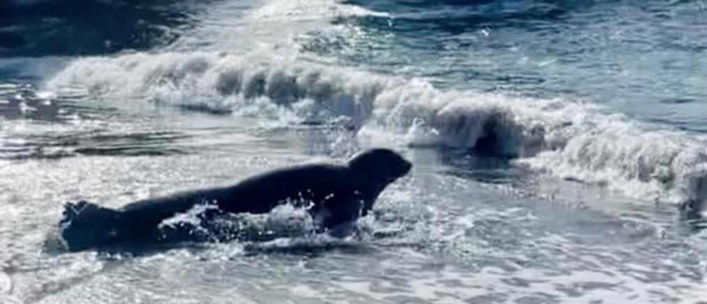 Απειλούμενα είδη: Η κατάσταση επιδεινώνεται για τις φώκιες και τα πουλιά