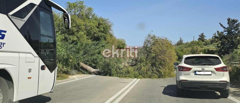 Χανιά: Πτώσεις δέντρων από τους ισχυρούς ανέμους