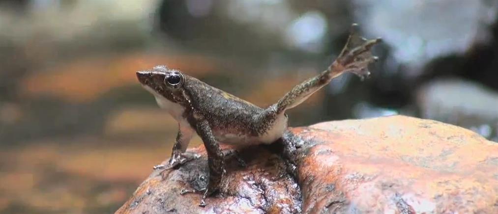 Περού: Ανακαλύφθηκε νέο είδος δηλητηριώδους βατράχου στην Αμαζονία