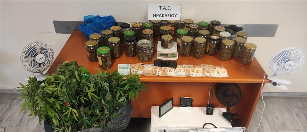 Ηράκλειο: 65χρονος συνελήφθη  για καλλιέργεια δενδρυλλίων κάνναβης
