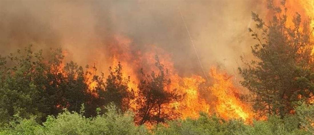 Φωτιά σε Κάρυστο και Θήβα