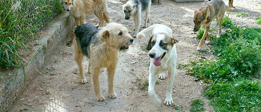 Θεσσαλονίκη: 60χρονη ζούσε με 16 σκυλιά σε διαμέρισμα 70 τετραγωνικών!