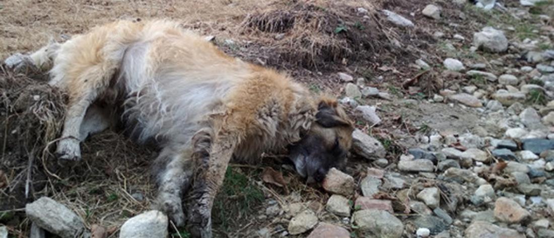Πάνω από 50 νεκρά σκυλιά από φόλες στην Φλώρινα (εικόνες)