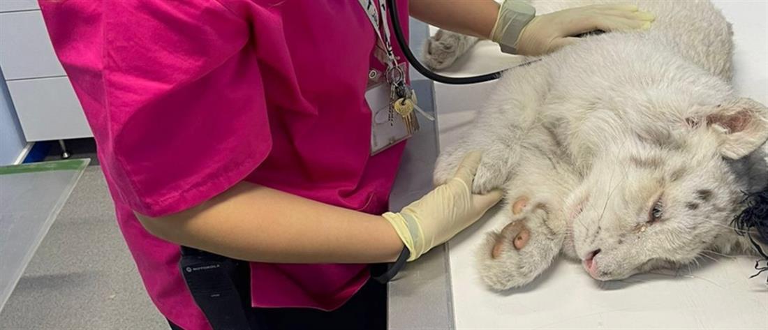 Παρέμβαση Εισαγγελέα για το τιγράκι που βρέθηκε σε κάδο στο Αττικό Πάρκο
