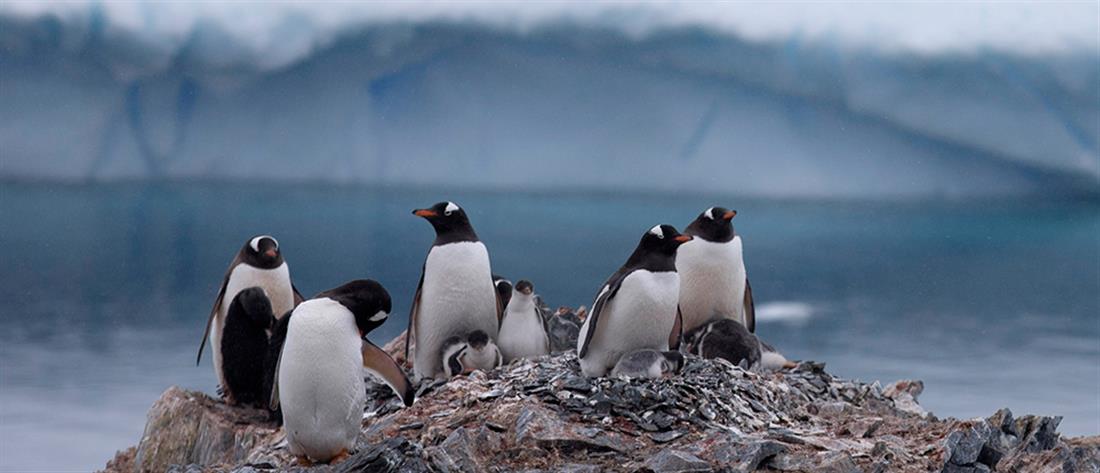 Ανταρκτική: συναυλία για πιγκουίνους και φώκιες!