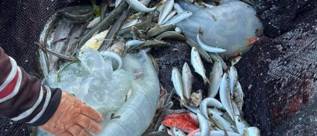 Ρόδος: Μέδουσες της Ερυθράς Θάλασσας εμφανίστηκαν στις ακτές