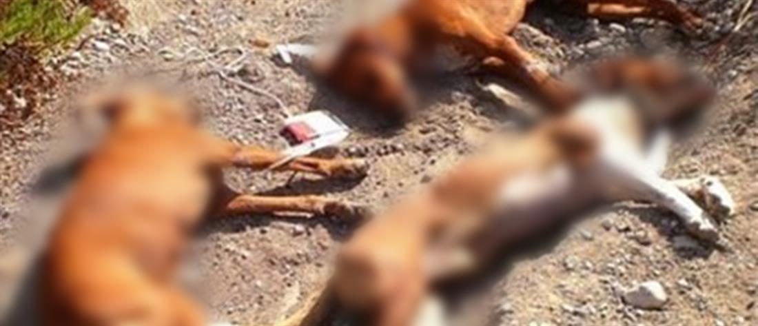Κυνηγοί σκότωσαν σκύλους αργά και βασανιστικά