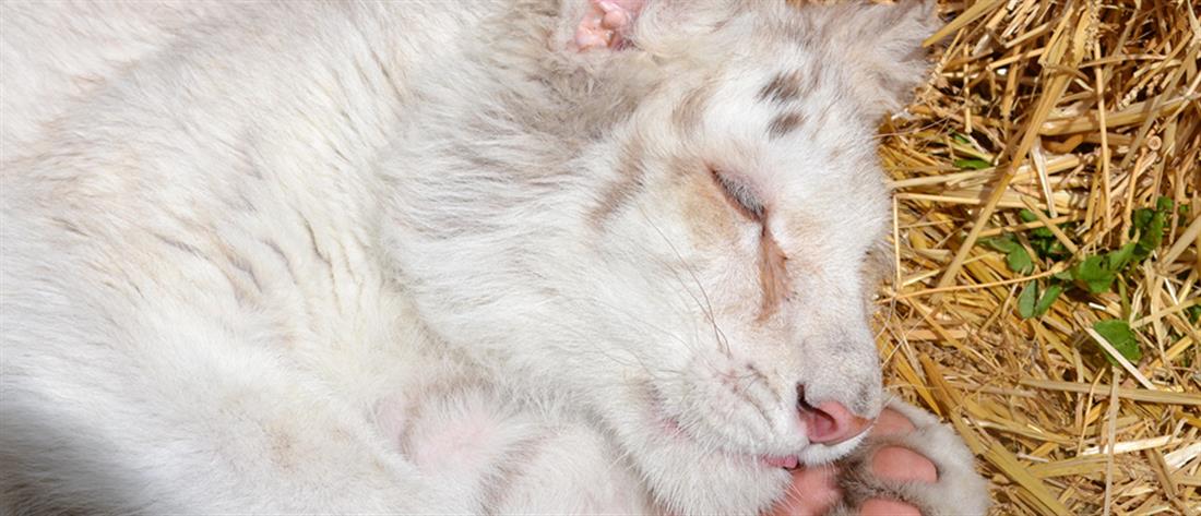 Λευκό τιγράκι: Ευθανασία για την μικρή “Χασίγια” 