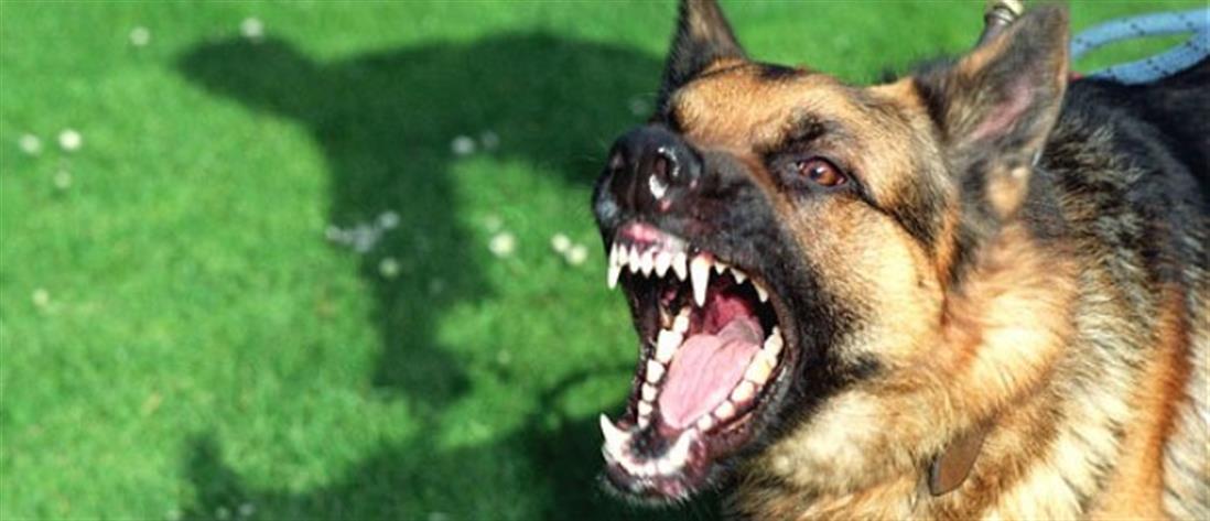 Θεσσαλονίκη - Θάνατος 50χρονης: προφυλακιστέος ο ιδιοκτήτης των σκύλων