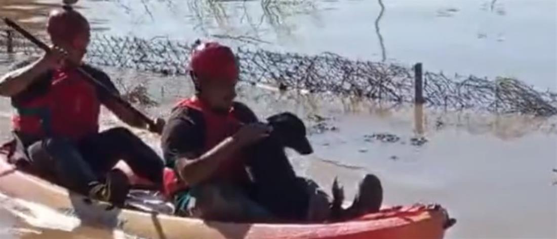 Κακοκαιρία – Θεσσαλία: η συγκινητική διάσωση σκύλου από πυροσβέστες (βίντεο)