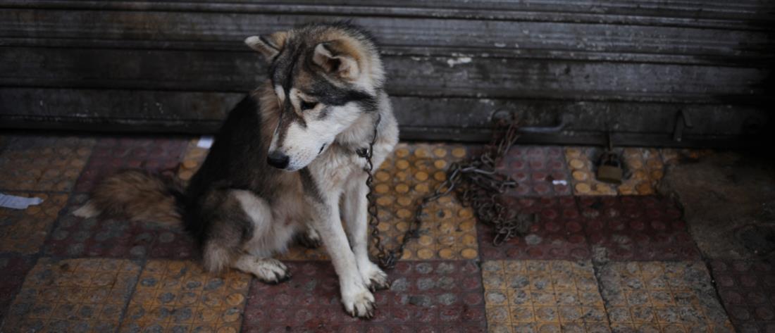 Τουρκία: Ο νέος νόμος για την “σφαγή” σκύλων προκαλεί αντιδράσεις (βίντεο) 