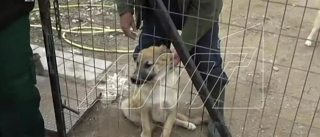 Κακοποίηση ζώων: Τι λέει στον ΑΝΤ1 ο 87χρονος που χτύπαγε με μανία τον σκύλο του (βίντεο)