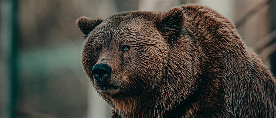 Φλώρινα: αρκούδα νεκρή από σφαίρες 