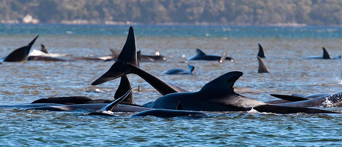 Νεκρές γκρίζες φάλαινες σε παραλίες του Σαν Φρανσίσκο 