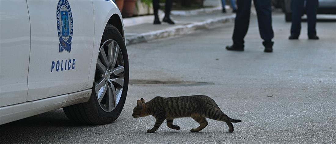Θεσσαλονίκη: Φωτιά σε υποσταθμό της ΔΕΗ – Γάτα μπλέχτηκε στα καλώδια