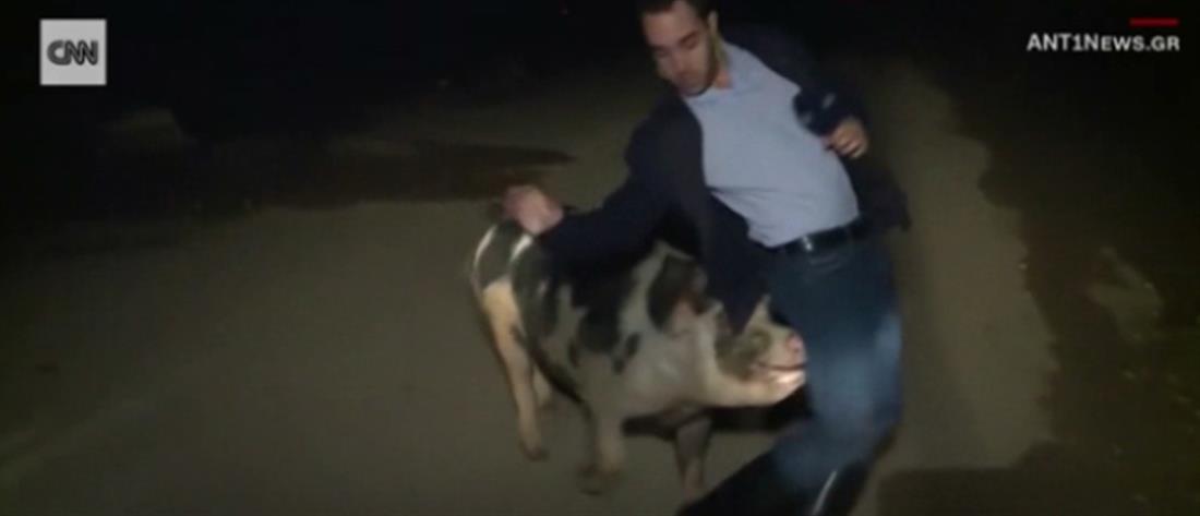 Τον γύρο του κόσμου έκανε το κυνηγητό του ρεπόρτερ του ΑΝΤ1 από γουρούνι (βίντεο)