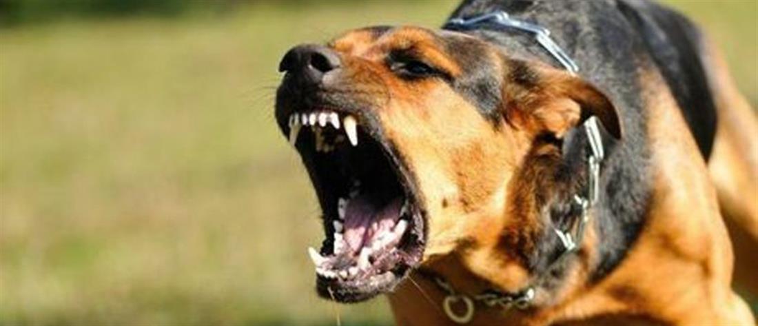 Λάρισα: Του επιτέθηκε αγέλη αδέσποτων σκύλων 
