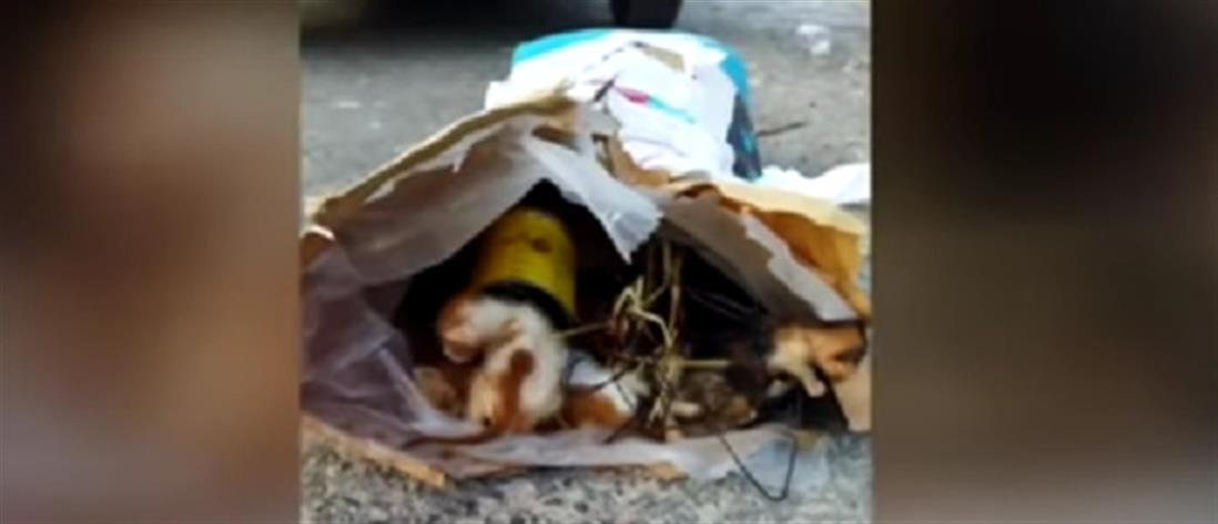 Ηράκλειο: Πέταξε νεογέννητα γατάκια στα σκουπίδια και θα το πληρώσει ακριβά…
