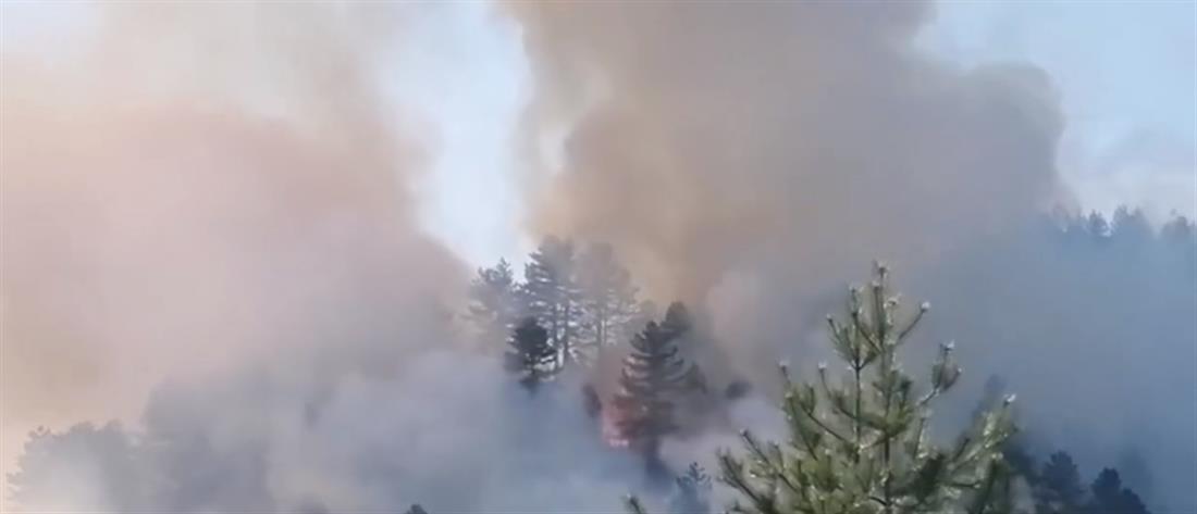 Καστοριά: Φωτιά στο Μονόπυλο (βίντεο)