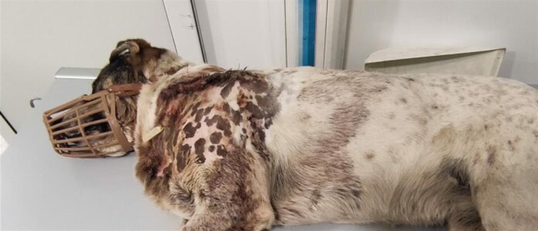Πήλιο - Κακοποίηση ζώου: πυροβόλησε και σκότωσε αδέσποτο σκύλο (εικόνες)