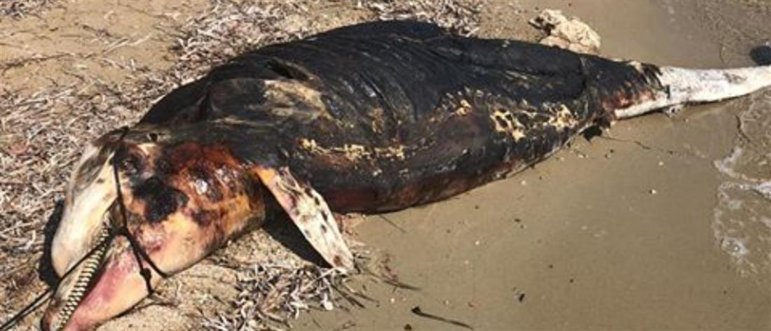 Δεύτερο νεκρό δελφίνι μέσα σε μία εβδομάδα στη Μαγνησία