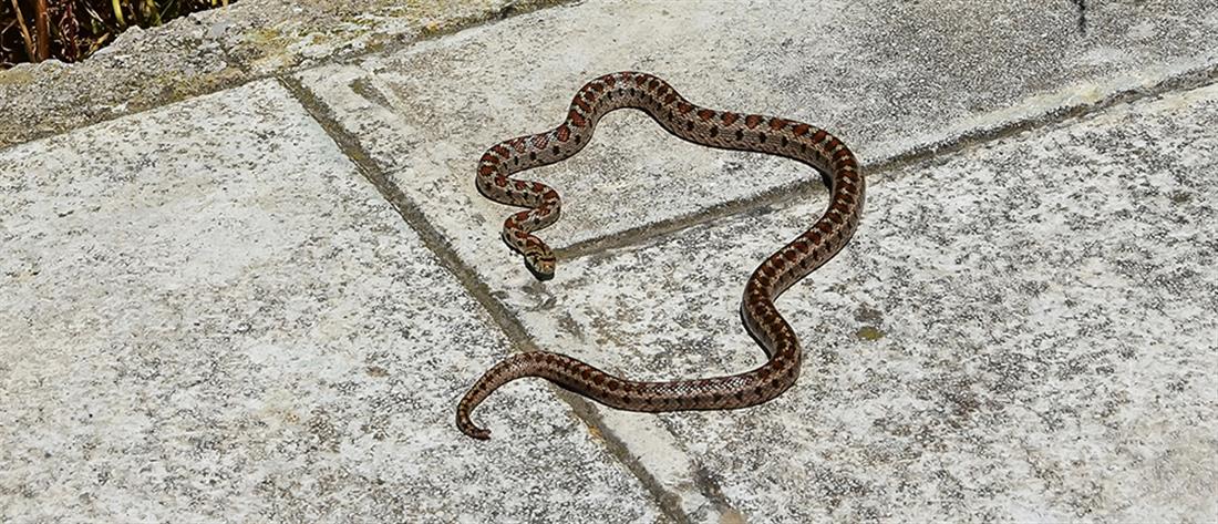 Πάτρα: “Πάλεψε” να σκοτώσει φίδι και... υπέστη αρτηριακή αιμορραγία