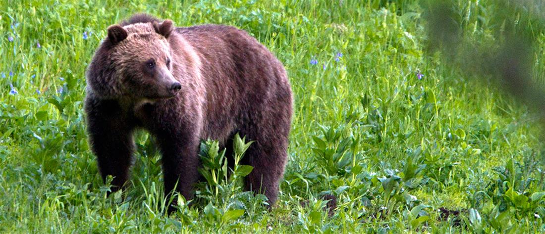Ιταλία: Νέα επίθεση αρκούδας σε πεζοπόρο - Θα της κάνουν ευθανασία